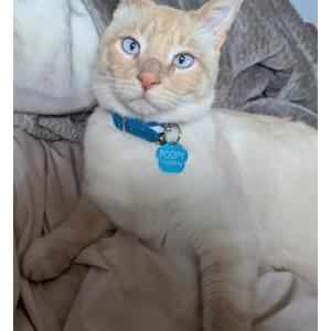 Image of Poopy, Lost Cat