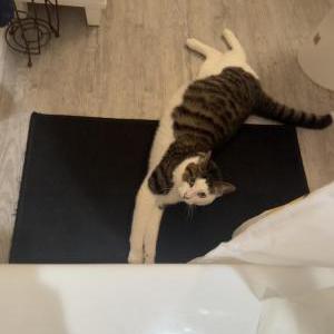Image of Hanna, Lost Cat