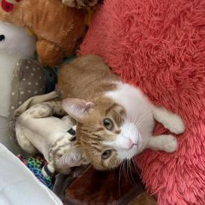 Image of Sawyer, Lost Cat