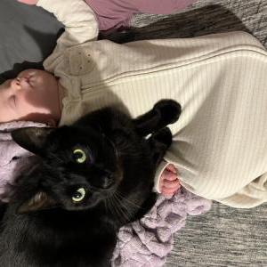 Image of Storm, Lost Cat