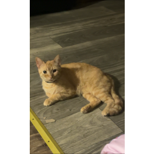 Image of Thomas, Lost Cat