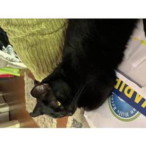 Image of Kitty, Lost Cat