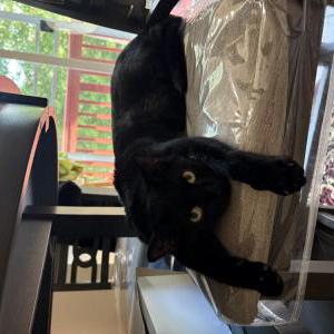 Image of Megatron, Lost Cat