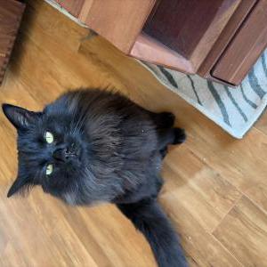 Image of Burger, Lost Cat