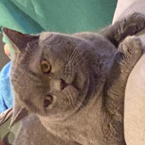 Image of Bella, Lost Cat