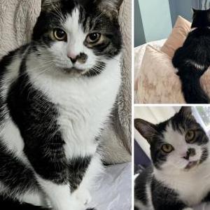 Image of Pokey, Lost Cat