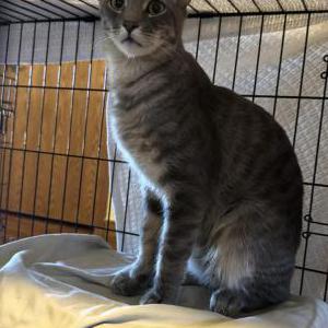 Image of Unknown, Found Cat