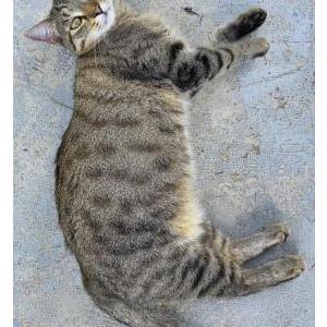 Image of Little Guy, Lost Cat
