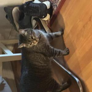 Image of Pet, Lost Cat