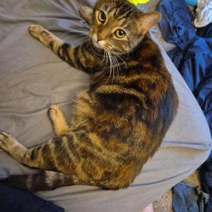 Image of Ember, Lost Cat