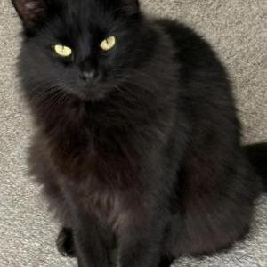 Lost 2 Kona (NY)