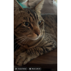 Image of Pulgas, Lost Cat