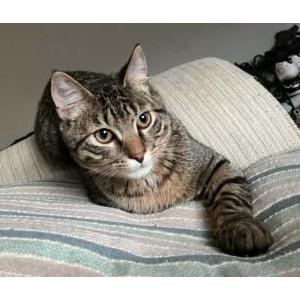 Image of Nova, Lost Cat
