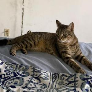 Image of Senya, Lost Cat
