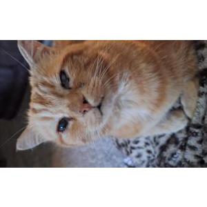 Image of Emily, Lost Cat