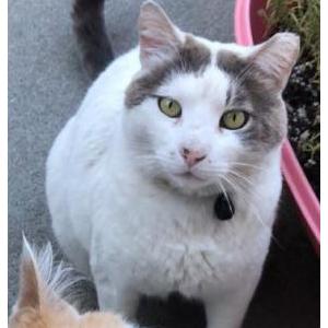 Image of Bak mau, Lost Cat