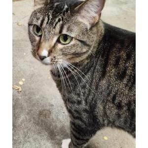 Image of Mitten, Lost Cat