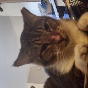 Image of Stripes, Lost Cat