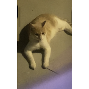 Image of Nala, Found Cat