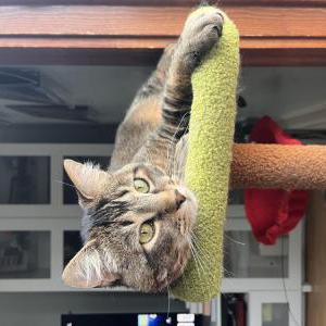 Image of Pudge, Lost Cat