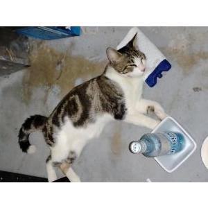 Image of De De, Lost Cat