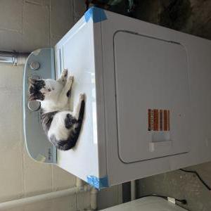 Lost Cat muffin