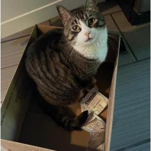 Image of Marshmallow, Lost Cat