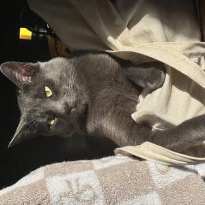Lost 2 Kitty (Washington)