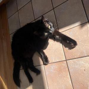 Image of Stanley, Lost Cat