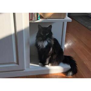 Image of Snuffles, Lost Cat