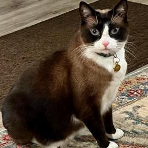 Image of RUBY, Lost Cat
