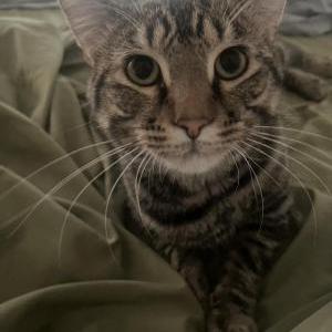 Image of Fifi, Lost Cat
