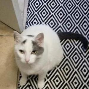 Image of Snoots, Lost Cat