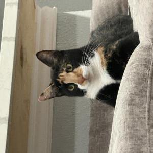 Image of Cleopatra, Lost Cat