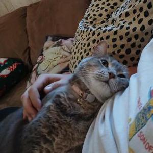 Lost Cat Daisy