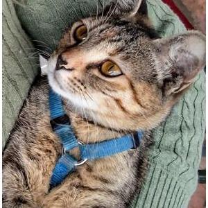 Image of Skinny, Lost Cat