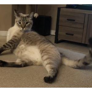 Image of Morty, Lost Cat