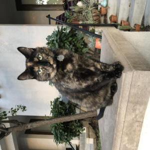 Image of Murphy, Lost Cat