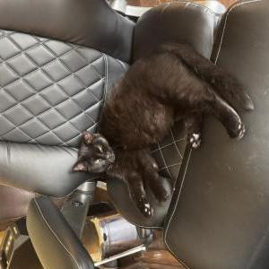 Image of Jett, Lost Cat
