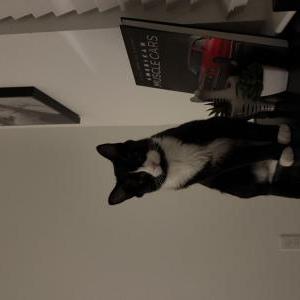 Image of Gigi Anna, Lost Cat