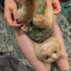 2nd Image of Hunny Butter, Lost Cat