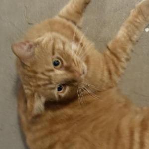 Image of Scooter, Lost Cat