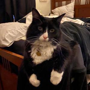 2nd Image of Sophie, Lost Cat