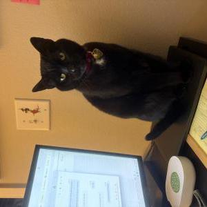 Lost 2 Echo (Washington)