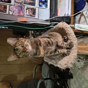 Image of Rey, Lost Cat
