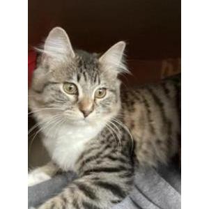 Image of Sushi, Lost Cat