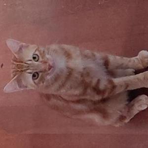 Image of Dingo, Lost Cat