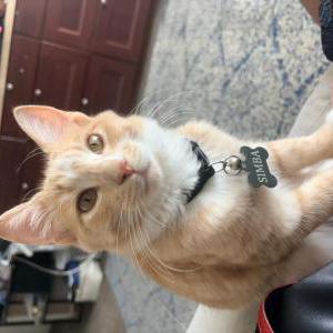 Lost Cat Simba
