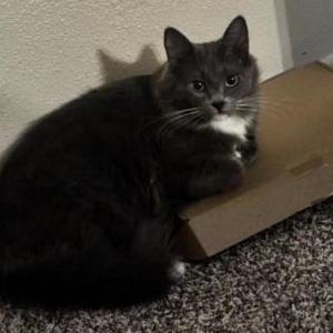 Image of Luna, Lost Cat