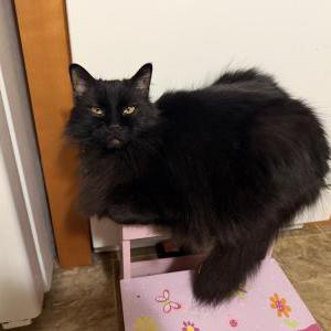 Image of Roxy, Lost Cat